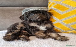 Cockapoo dogs for sale: Fully Vaccinated, Adorable small Cockapoo puppies - Image 32