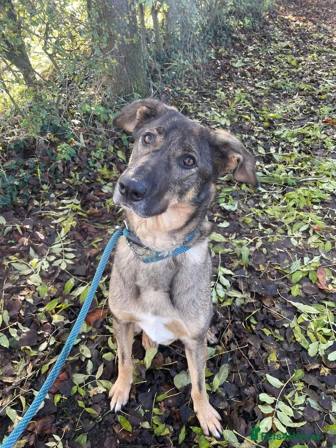 Mixed Breed dogs for adoption: Meet Ozzy, currently residing in Cheshire  in Nantwich - Advert 26