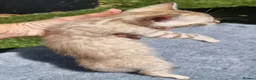 Bengal cats for sale: Beautiful TICA registered Bengal Kittens - Advert 4