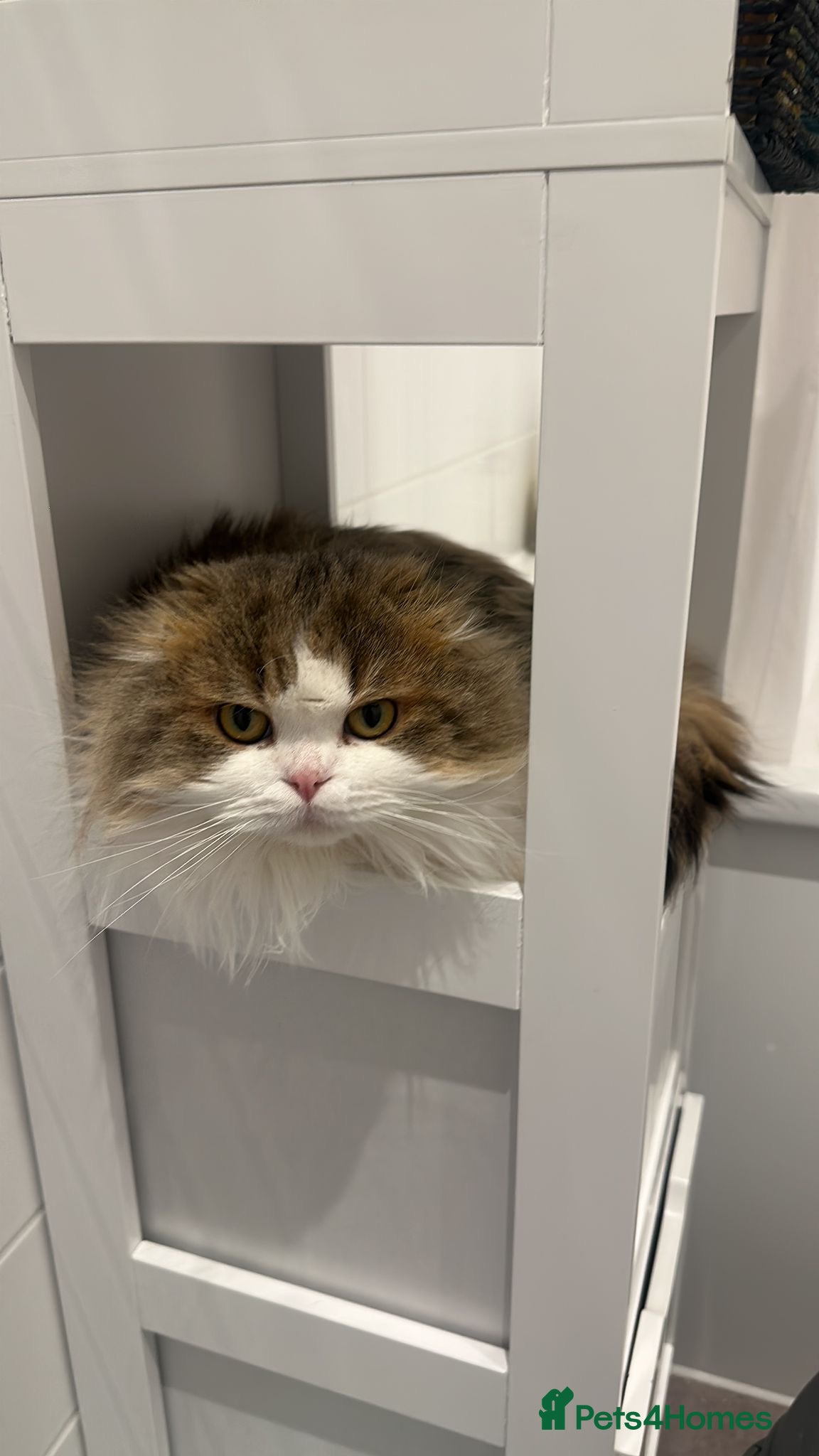 Scottish Fold cats Scottish fold longhair male - Advert 6