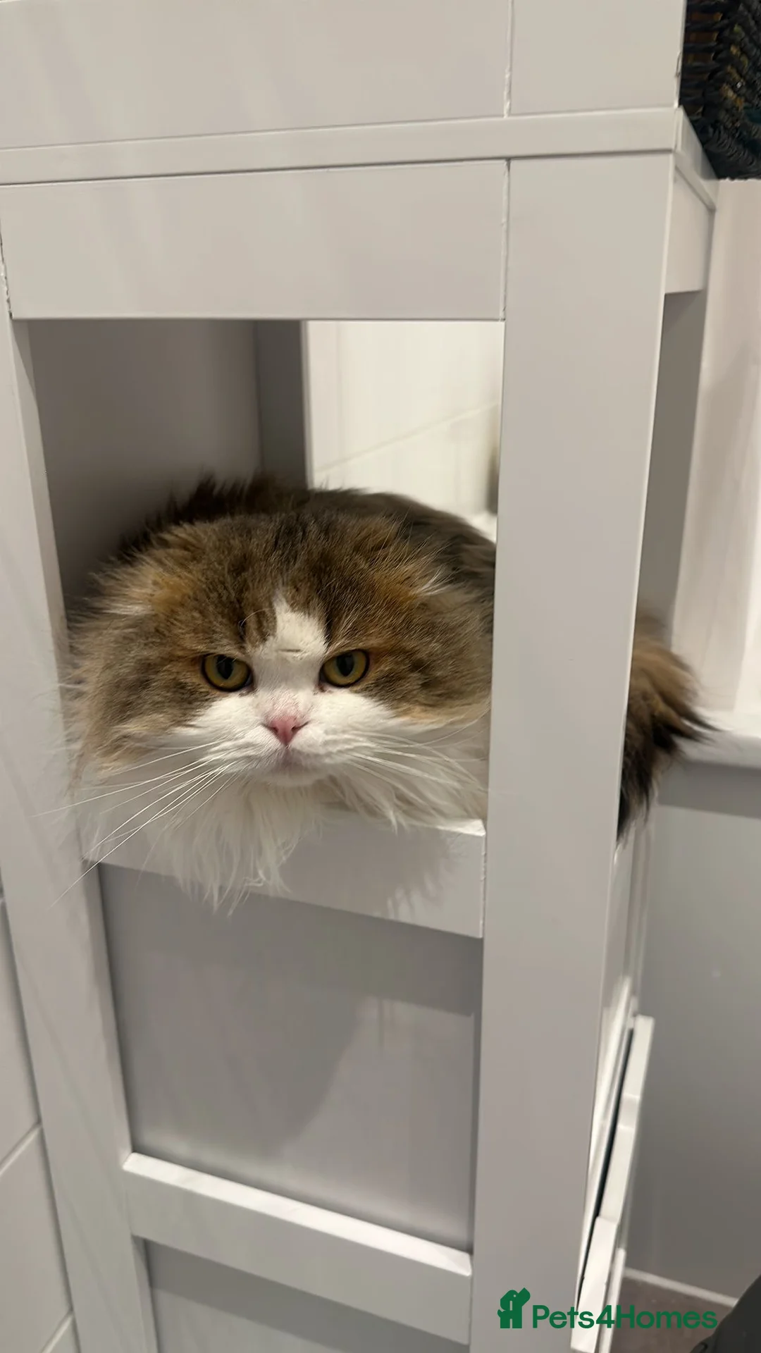 Scottish Fold cats for sale: Scottish fold longhair male - Advert 1