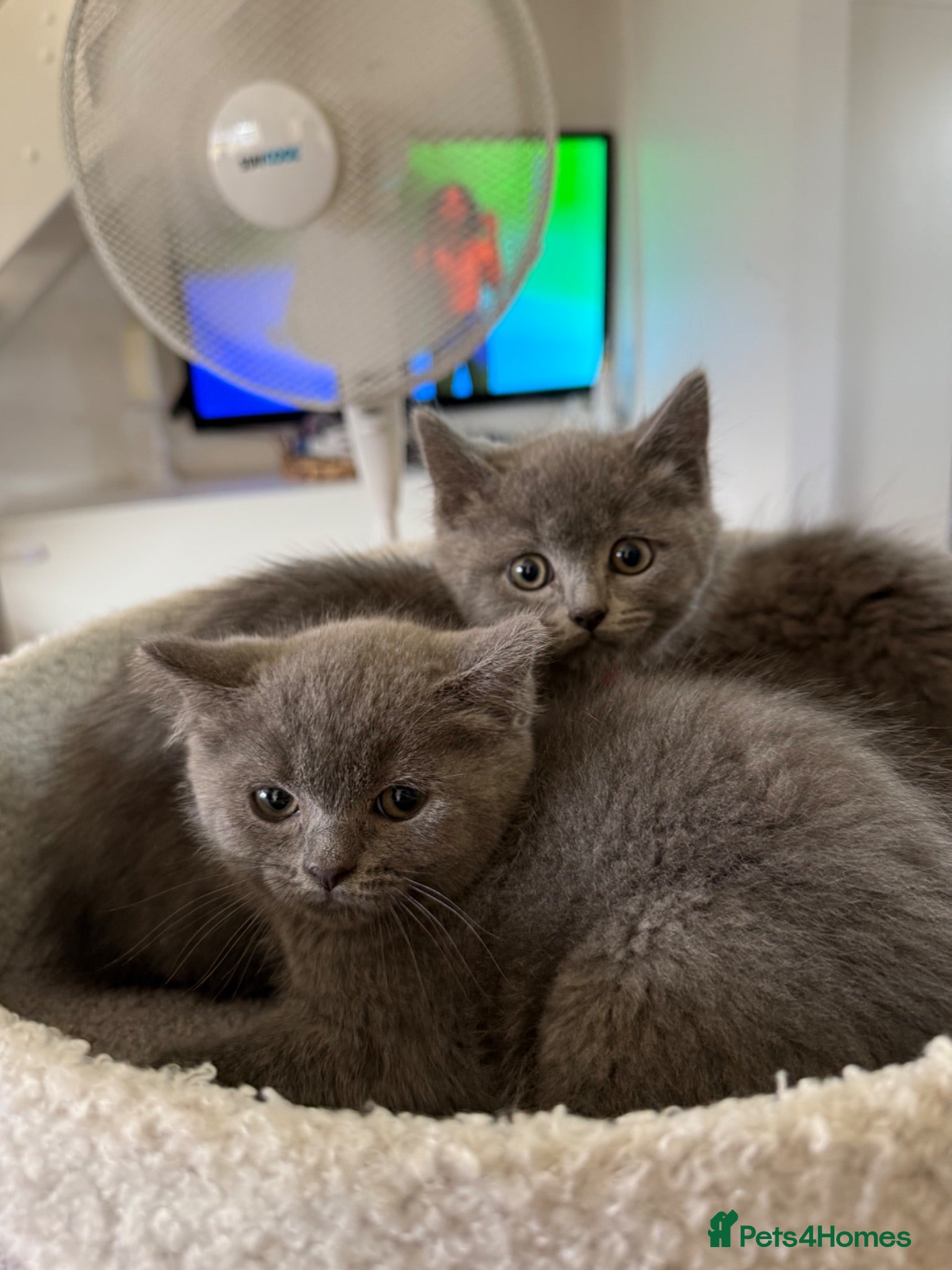 British Shorthair cats 🐾 British Shorthair × Ragdoll Kittens 🐾 - Advert 13