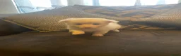 Pomchi dogs for sale: Beautiful Pomeranian cross  Chihuahua female puppy - Advert 1