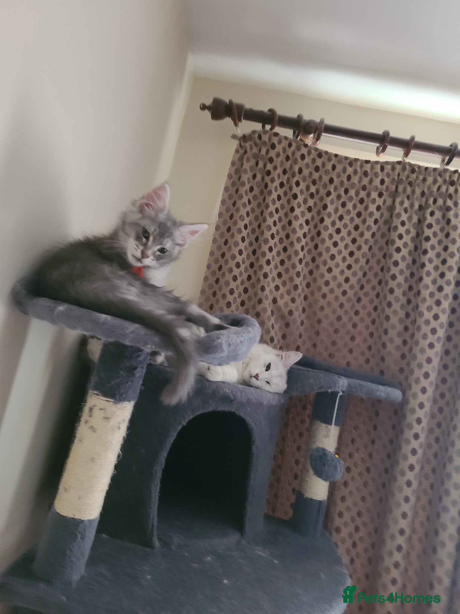 Maine Coon cats 7 adorable pedigree maine coon kittens - Advert 14