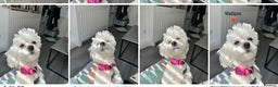 Maltese dogs for stud: Gorgeous Maltese FOR STUD - Not For Sale in Coventry - Advert 12