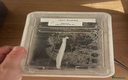 Tarantulas invertebrates for sale: Tarantula’s + scorpion for sale  - Advert 6