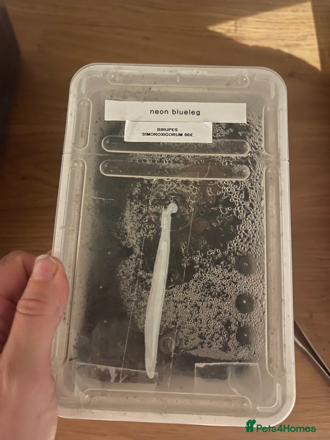 Tarantulas invertebrates for sale: Tarantula’s + scorpion for sale  - Advert 6