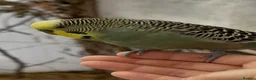 Budgerigars birds for sale: Beautiful Budgies for Sale - Advert 4