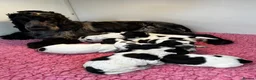 Cocker Spaniel dogs for sale: Ready now KC Cocker Spaniel Boy - Advert 2