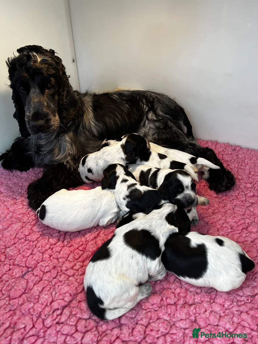 Cocker Spaniel dogs for sale: Ready now KC Cocker Spaniel Boy - Advert 2
