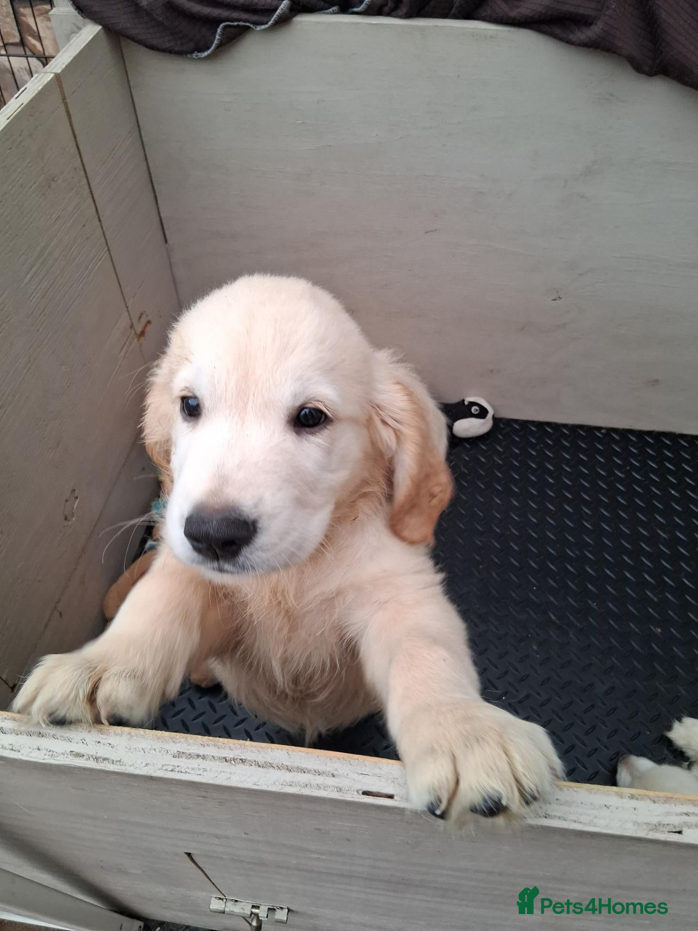 Golden Retriever dogs OUR BEAUTIFUL LITTLE GOLDEN GIRL  - Advert 8