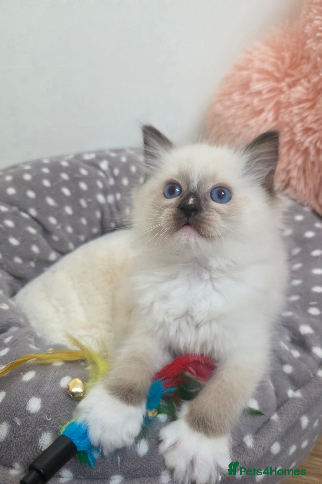 Ragdoll cats for sale: Beautiful GCCF Registered kittens - Advert 23