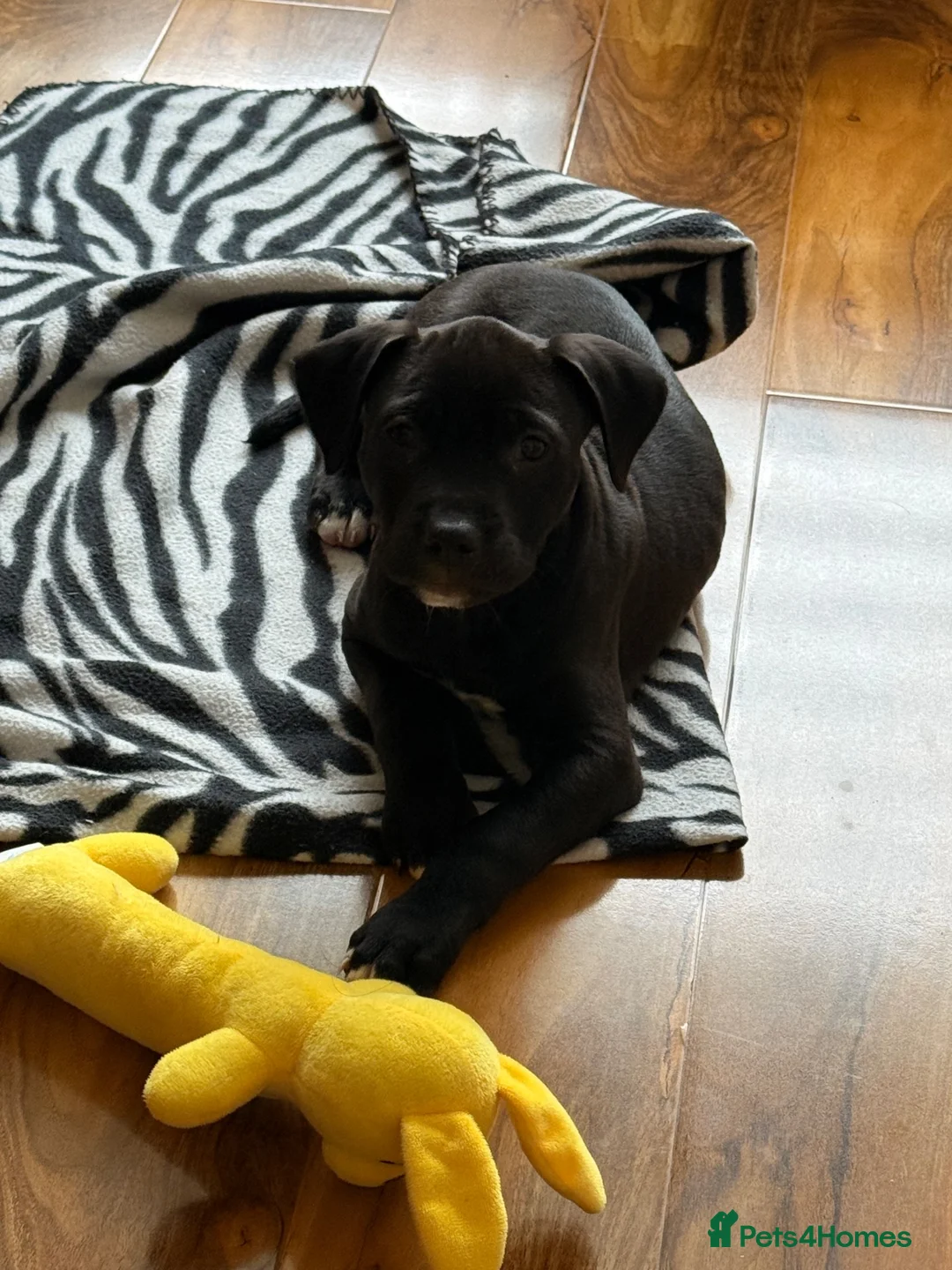 Staffordshire Bull Terrier dogs for sale: Beautiful black girl staffy for sale - Advert 1