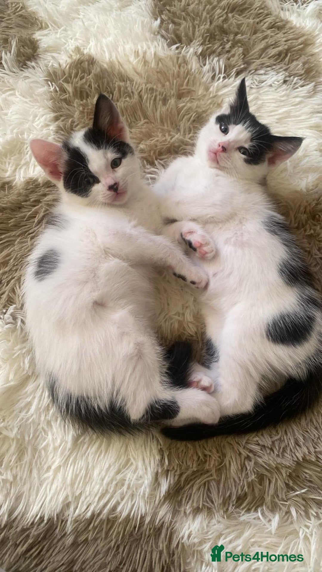 Domestic Shorthair cats for sale: domestic shorthair kittens - Advert 7