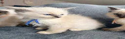 Ragdoll cats for sale: Beautiful ragdoll kittens ready now - Advert 2