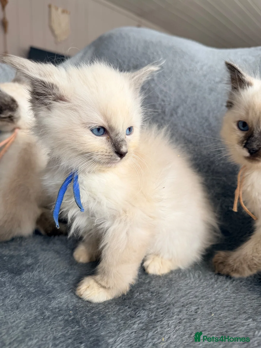 Ragdoll cats for sale: Beautiful ragdoll kittens ready now - Advert 2