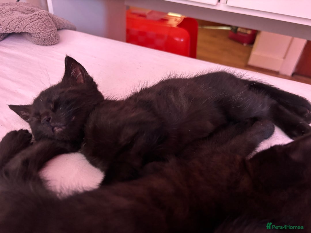 Mixed Breed cats for sale: Kittens for sale  - Image 2