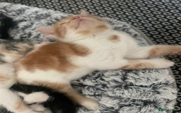 Mixed Breed cats for sale: 6 kittens for sale  - Image 26