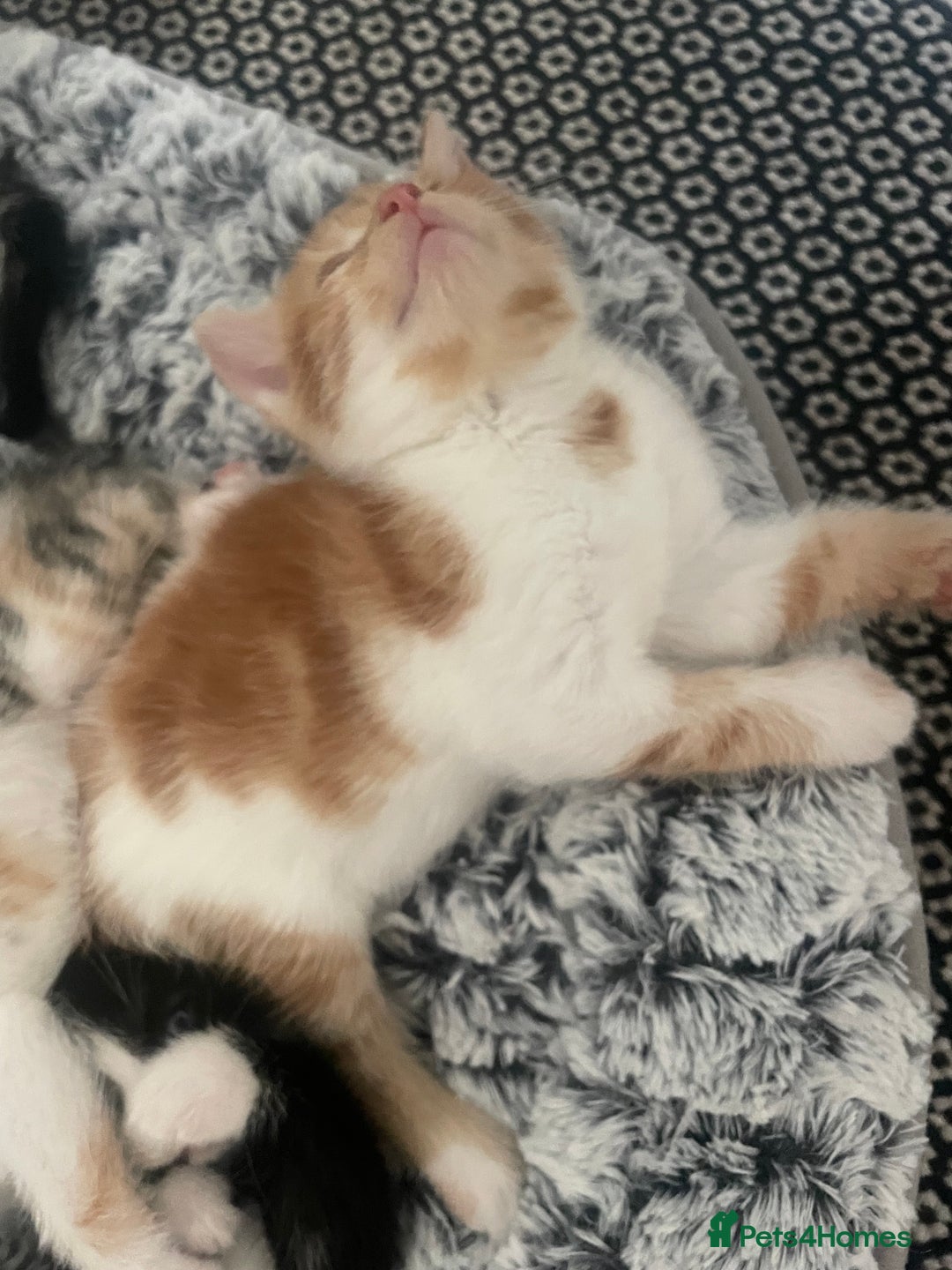 Mixed Breed cats for sale: 6 kittens for sale  - Image 26