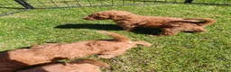 Standard Poodle dogs for sale: Red Standard Poodle puppies - Advert 10