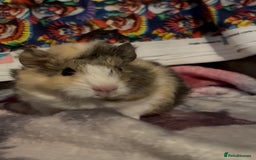 Guinea Pig rodents for sale: Gorgeous Baby Piggies 3 x Girls - Image 2