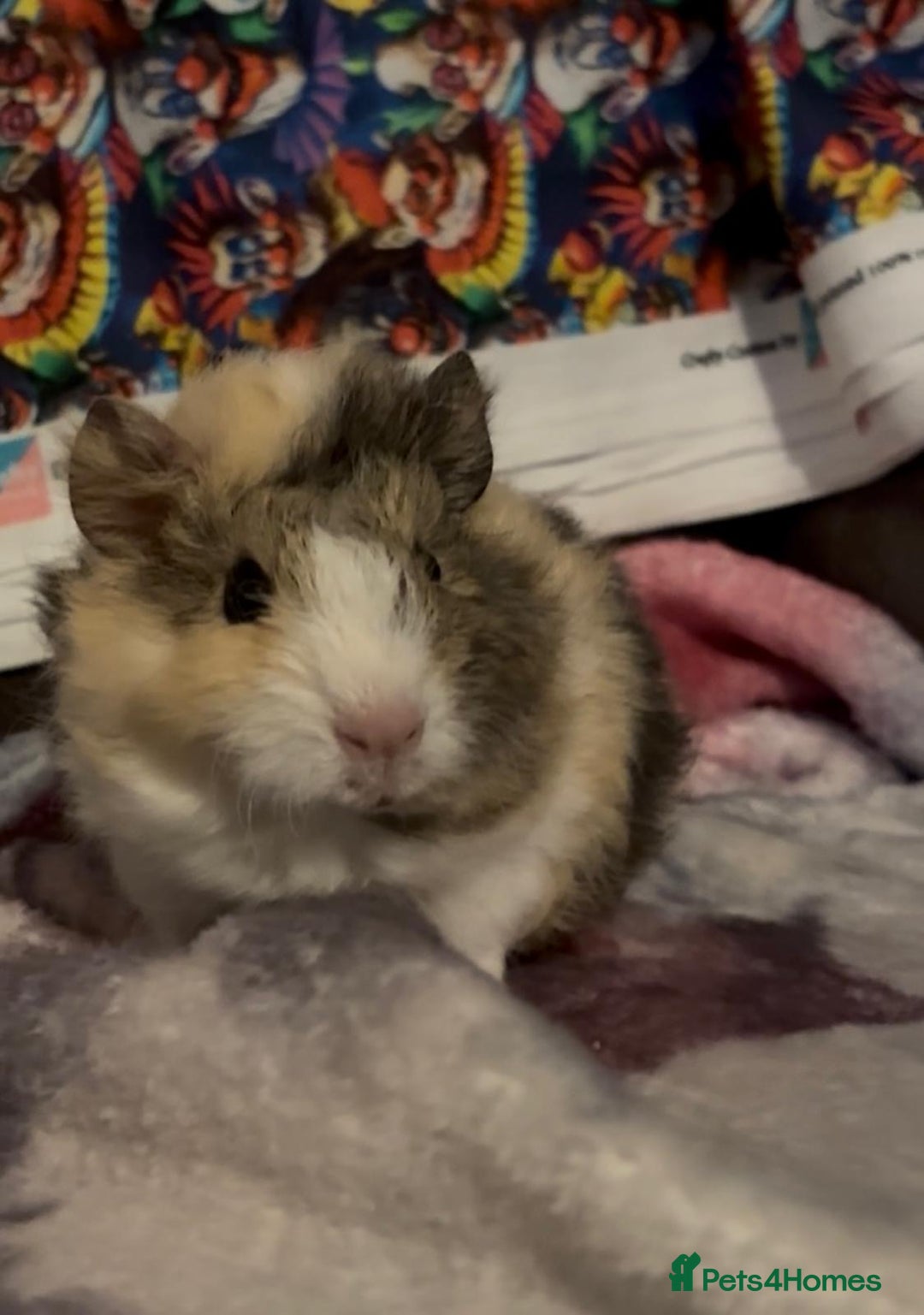 Guinea Pig rodents for sale: Gorgeous Baby Piggies 3 x Girls - Image 2