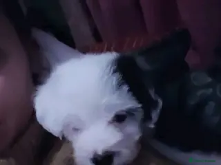 Mixed Breed dogs Lowchen (non Shedding like Poodle ) x Patterdale - Advert 10