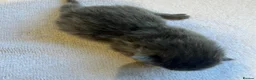 Maine Coon cats for sale:     Stunning Maine Coon x Ragdoll Kittens  - Advert 12
