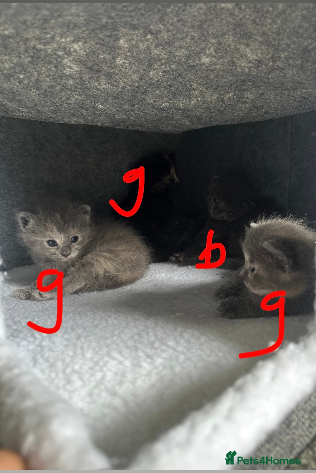Maine Coon cats for sale: Kittens  - Image 29