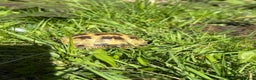 Tortoise reptiles for sale: Horsefield tortoise - Advert 2