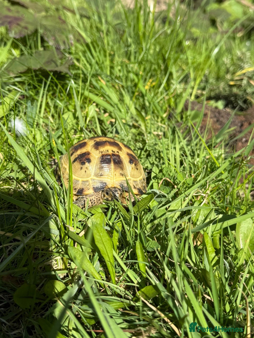 Tortoise reptiles for sale: Horsefield tortoise - Advert 2