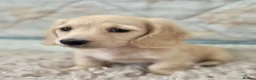 Miniature Dachshund dogs for sale: 🐶 Cream KC Miniature Long haired Dachshund  🐶  - Advert 5