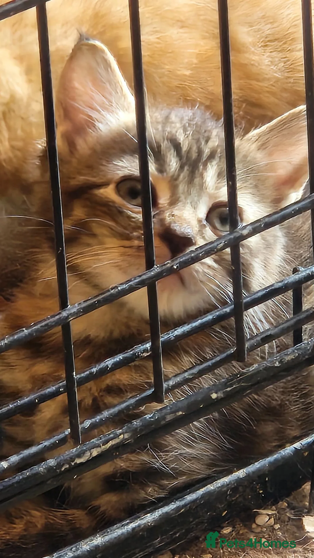 Mixed Breed cats for sale: 3 adorable boy kittens - Advert 6