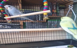 Budgerigars birds for sale: 2 budgies and large cage  - Image 2