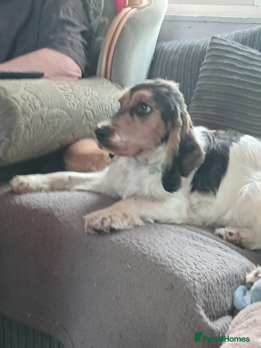 Cocker Spaniel dogs for sale: show type cocker spaniel boy  - Advert 2