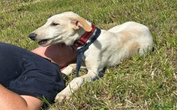 Mixed Breed dogs for adoption: Cheddar - Norwich Norfolk  - Image 9