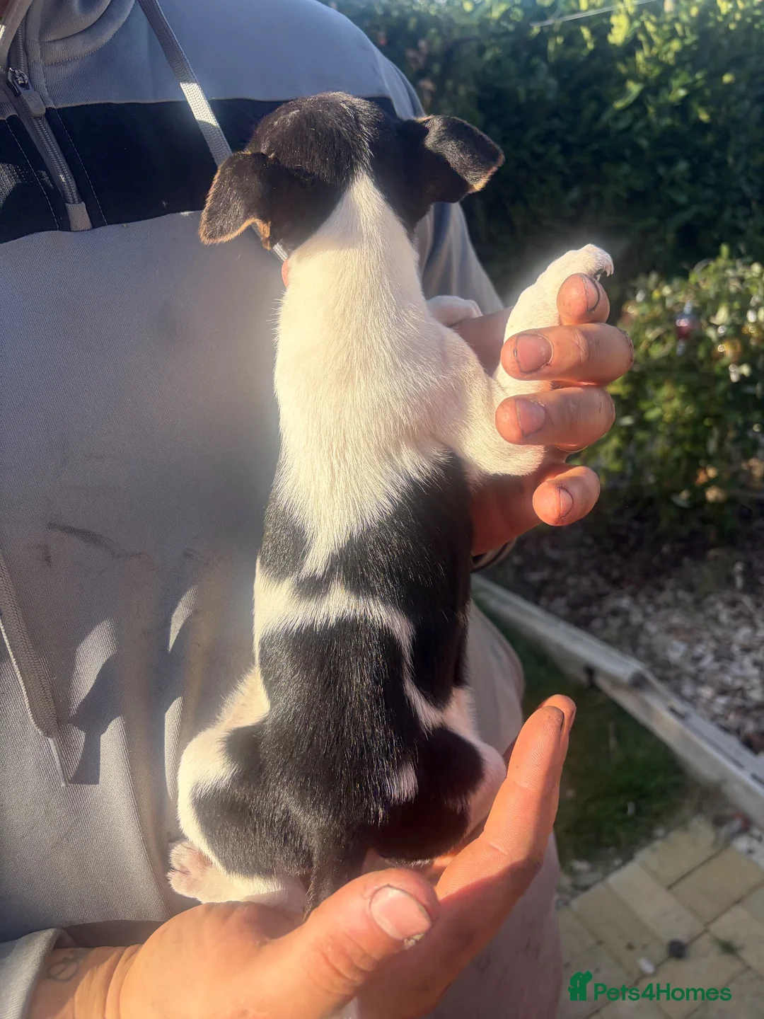 Jack Russell dogs for sale: Jack Russell puppies  - Advert 15