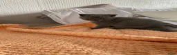 British Longhair cats for sale: British shorthaired kittens  - Advert 8