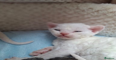 Devon Rex cats - Advert 11