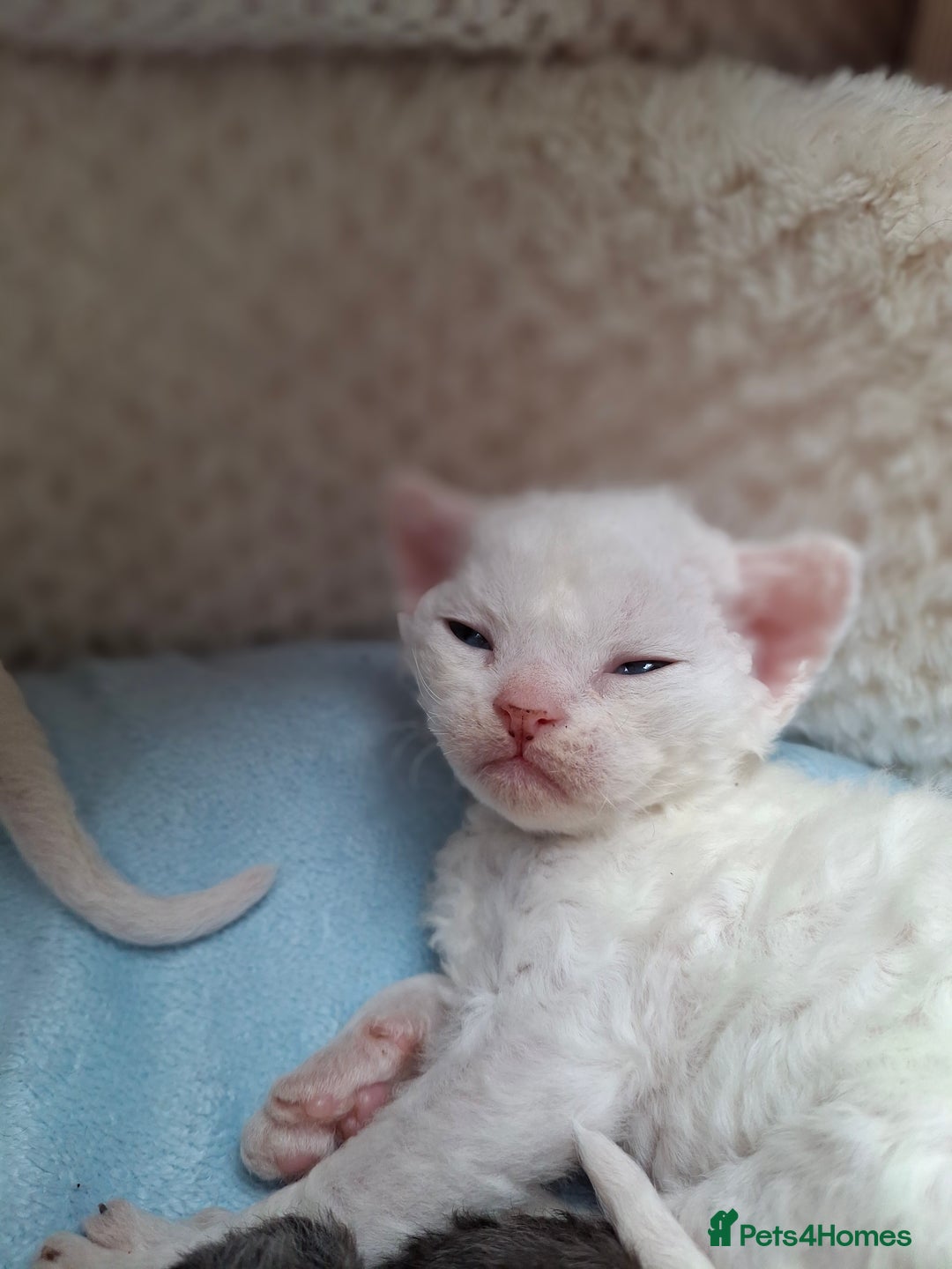 Devon Rex cats for sale: 🌸 Wonderful Devon Rex Kittens Raised with Love 🌸 - Image 8