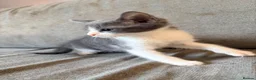 Mixed Breed cats for sale: Male Russian blue x Bengal kitten ( ready to go) - Advert 5