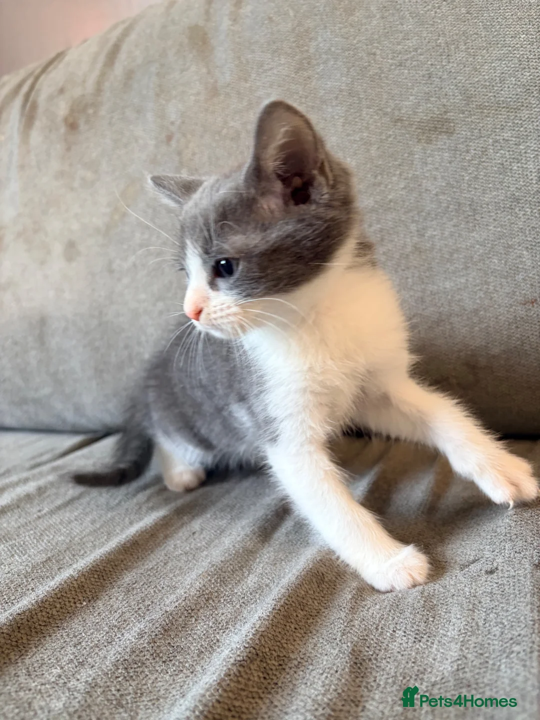 Mixed Breed cats for sale: Male Russian blue x Bengal kitten ( ready to go) - Advert 5