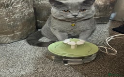 British Shorthair cats for sale: Purebred British Shorthair Male cat - Advert 2