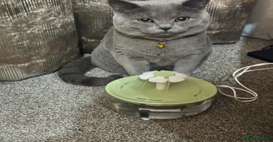 British Shorthair cats Purebred British Shorthair Male cat - Advert 6