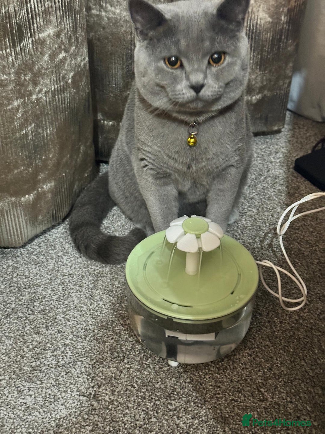 British Shorthair cats for sale: Purebred British Shorthair Male cat - Advert 2