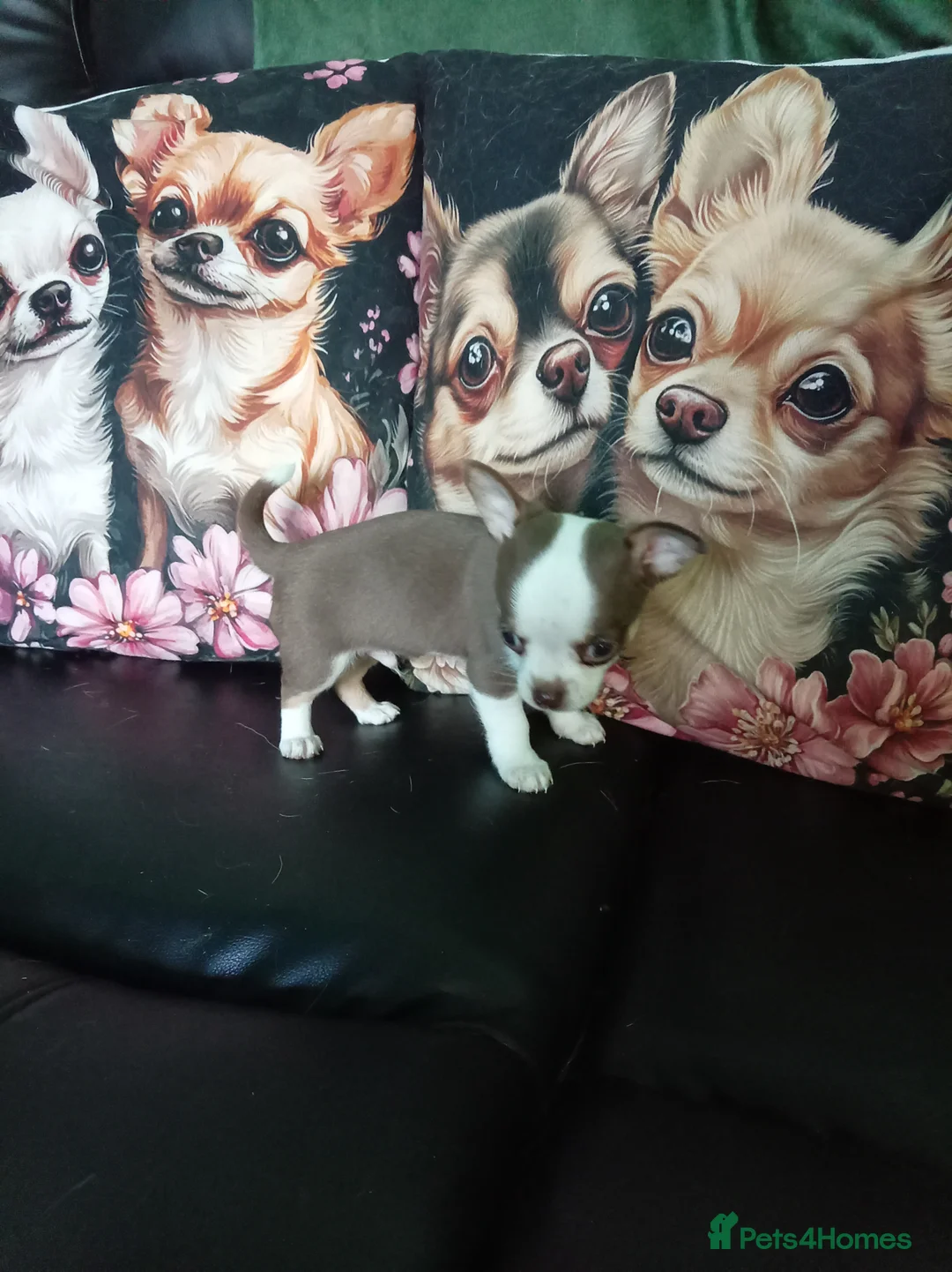 Chihuahua dogs for sale: Chihuahua puppies both reserved now - Advert 4