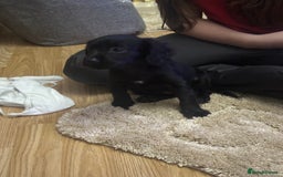 Cockalier dogs for sale: Cockier  - Advert 11