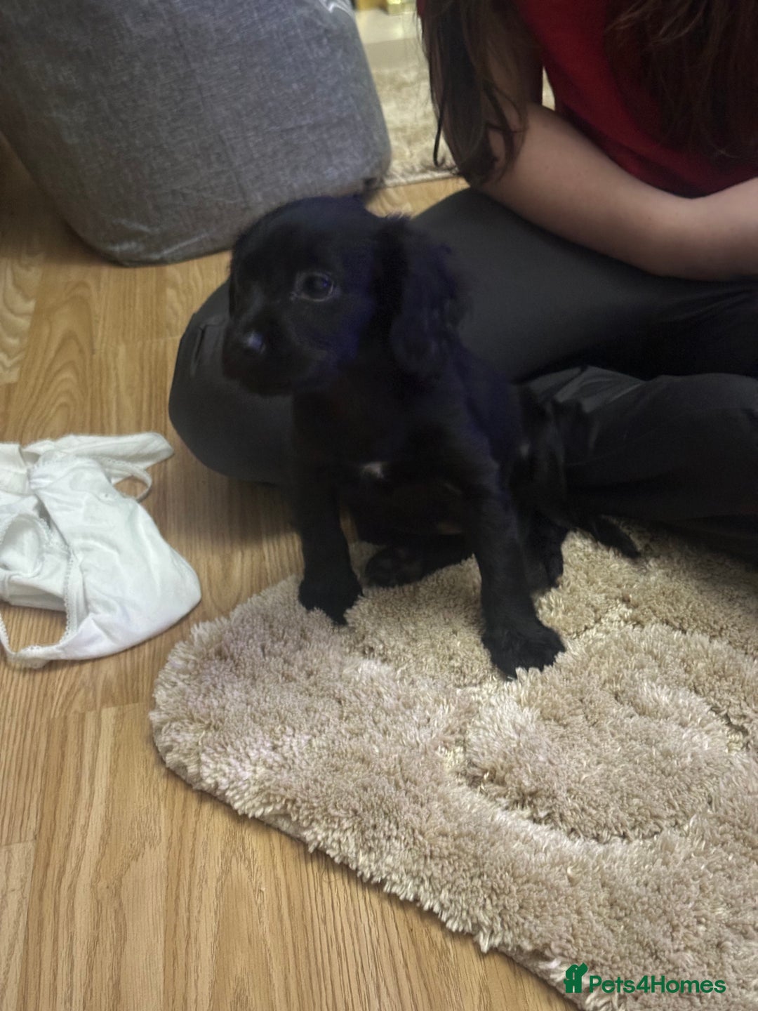 Cockalier dogs for sale: Cockier  - Advert 11