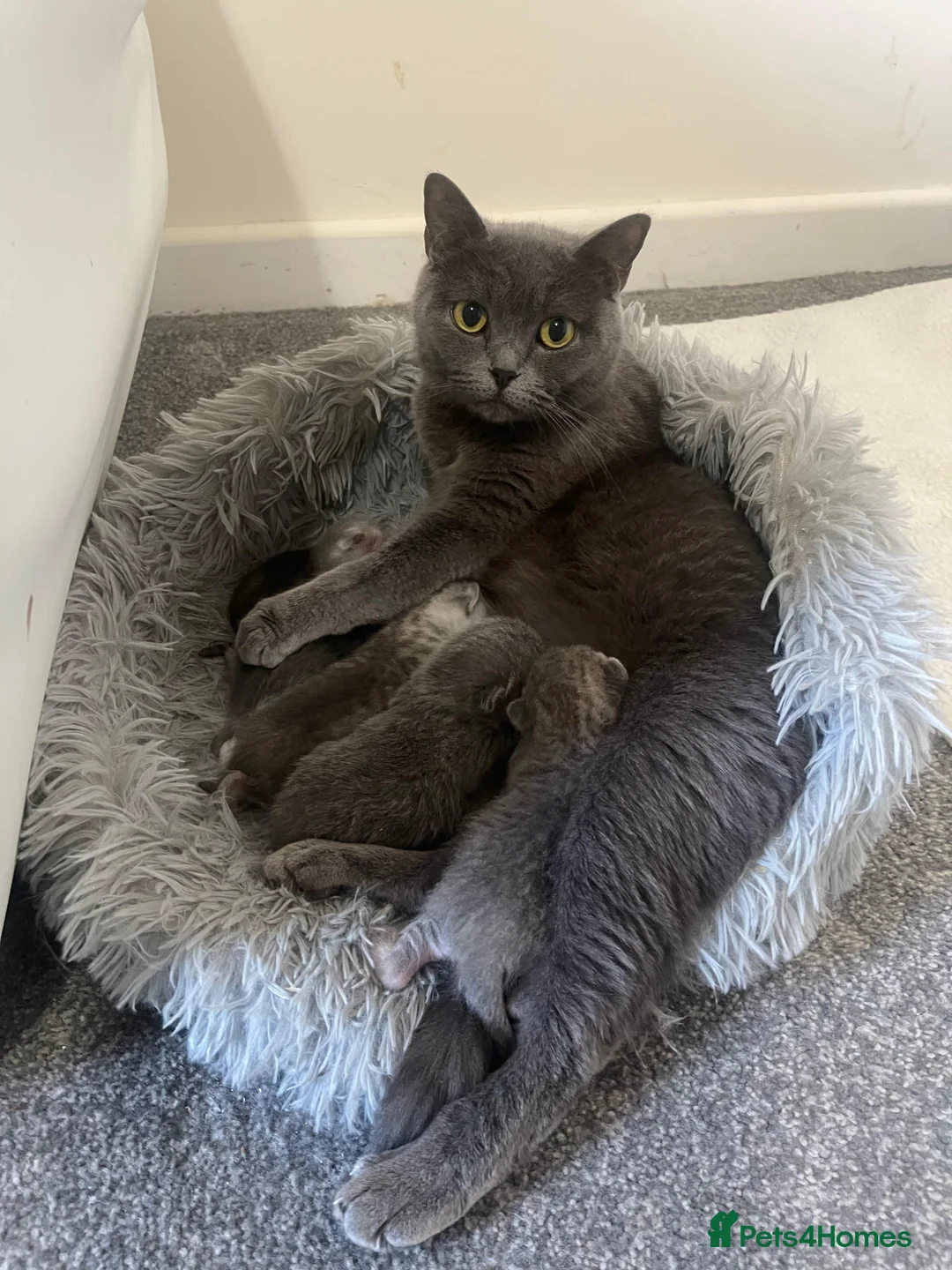 British Shorthair cats for sale: Handsome British Short Hair Boy  in Rotherham - Advert 2