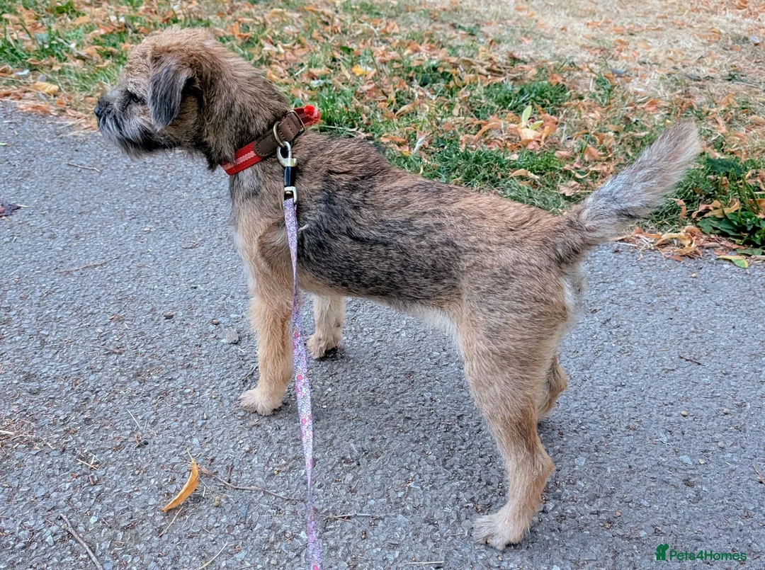 Border Terrier dogs for sale: KC Registered Champion Bloodline pups - Advert 6